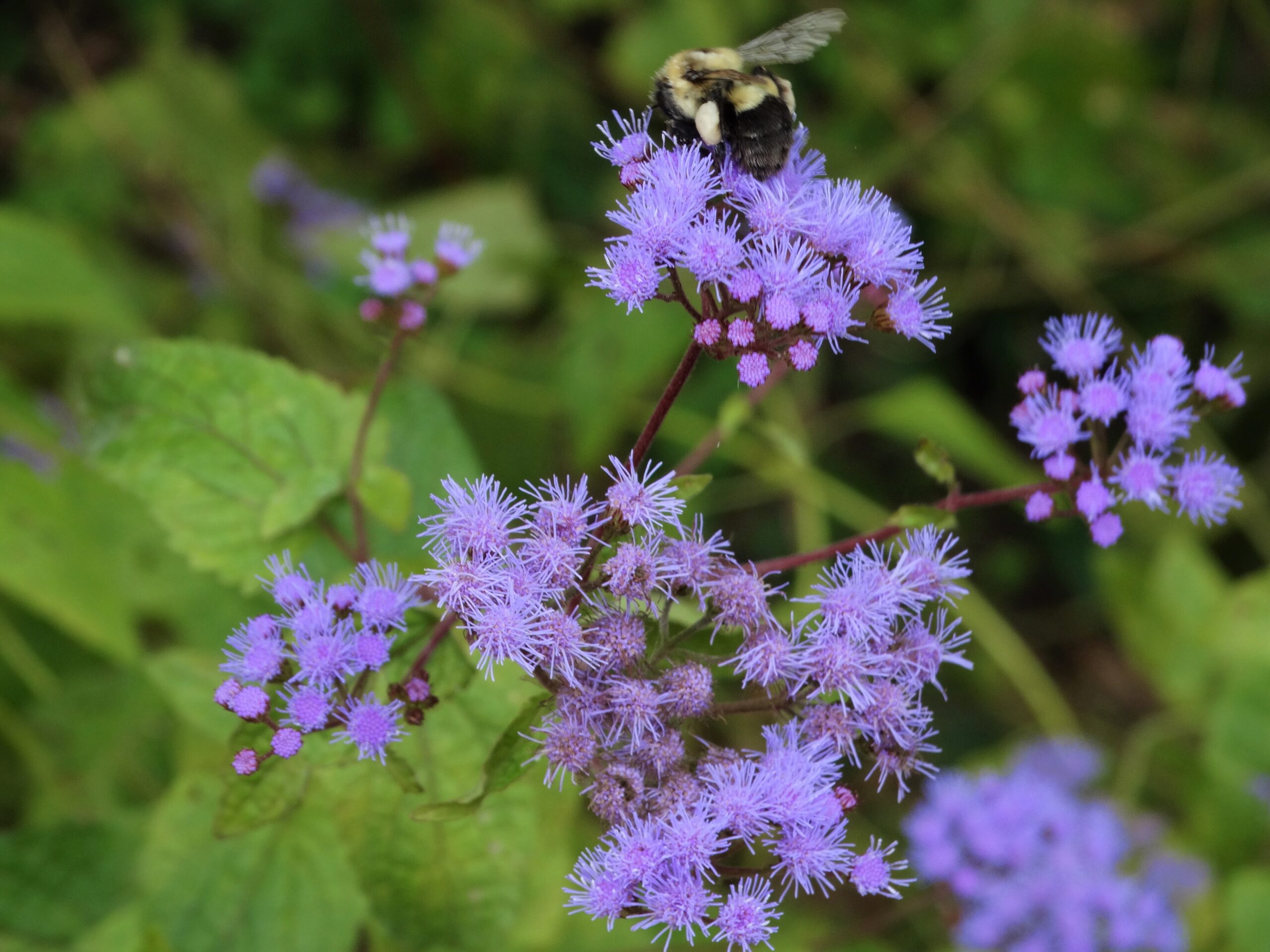 Bee on Blue Mist Flower