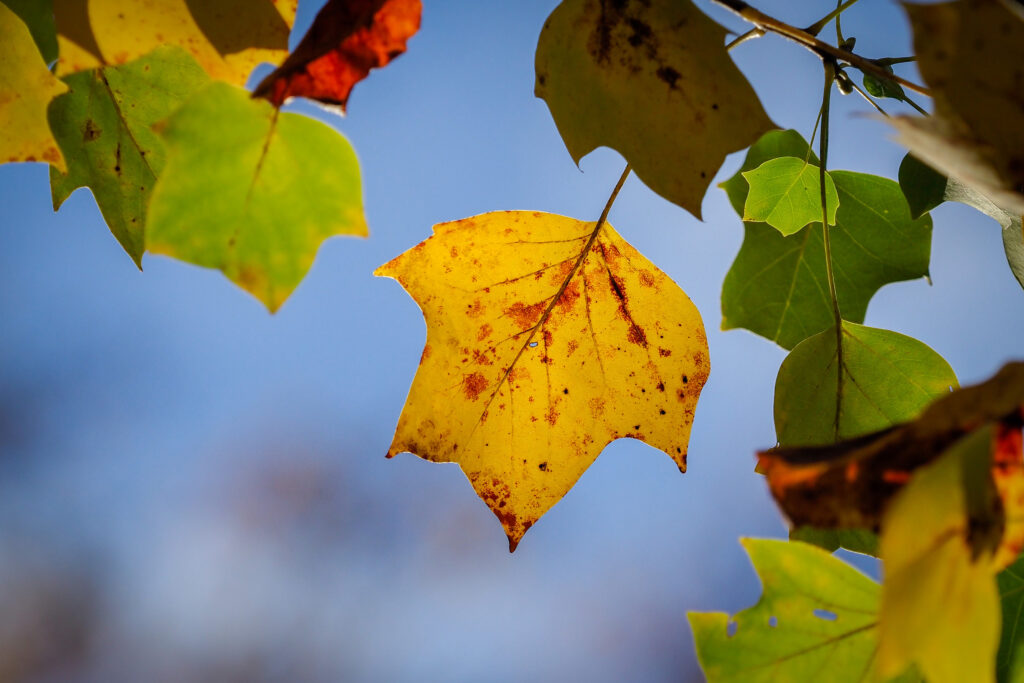 Fall leaves